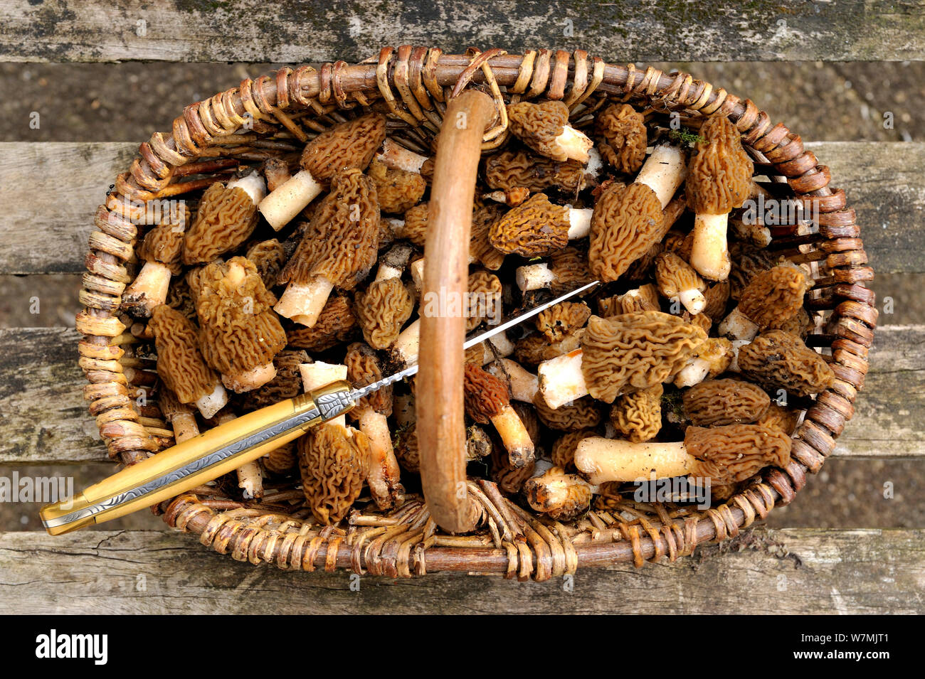 Basket full of Half free morels (Mitrophora semilibera) Lorraine, France, March. Stock Photo