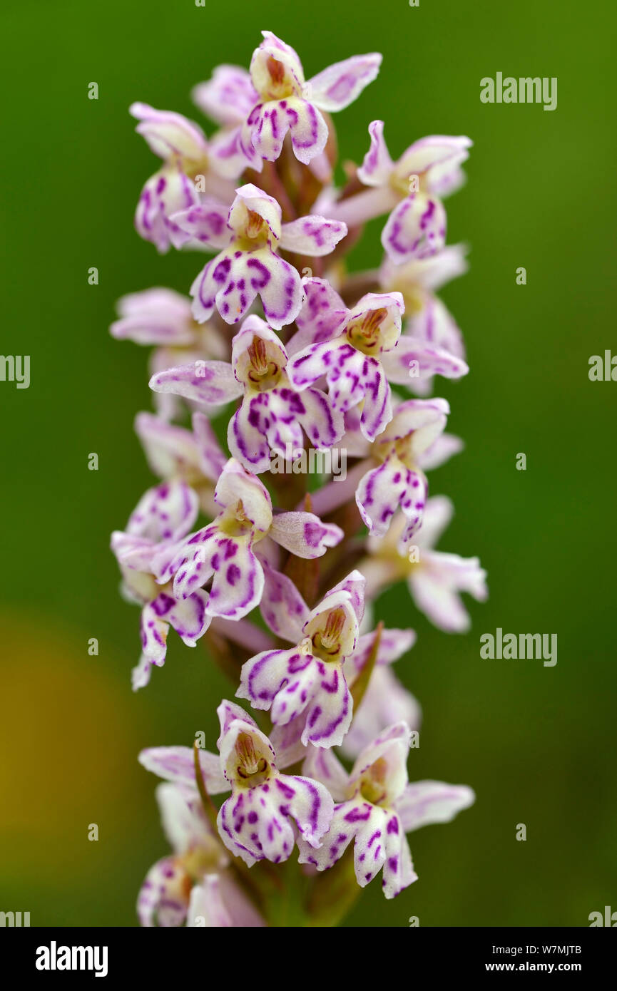 Hybrid orchid, Heath spotted orchid (Dactylorhiza maculata) and Small white orchid (Pseudorchis albida) Markstein Vosges, Mountains, France, July. Stock Photo