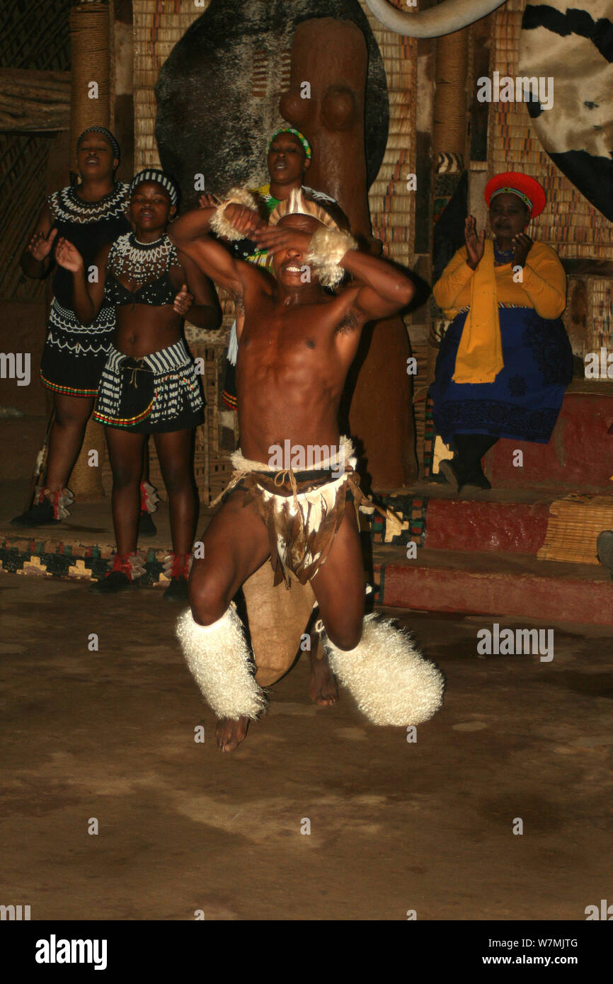 Traditional Zulu Dancing At Shakaland Zulu Cultural Village Eshowe Kwazulu Natal South Africa