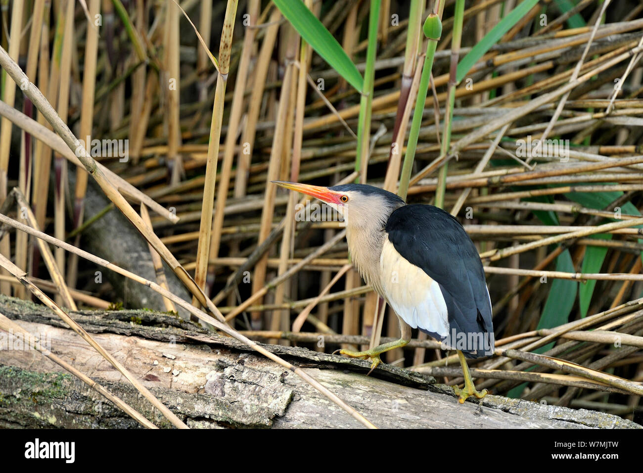 Little bittern (Ixobrychus minutus) perched on branch in reeds, Remerschen, Luxembourg, June. Stock Photo