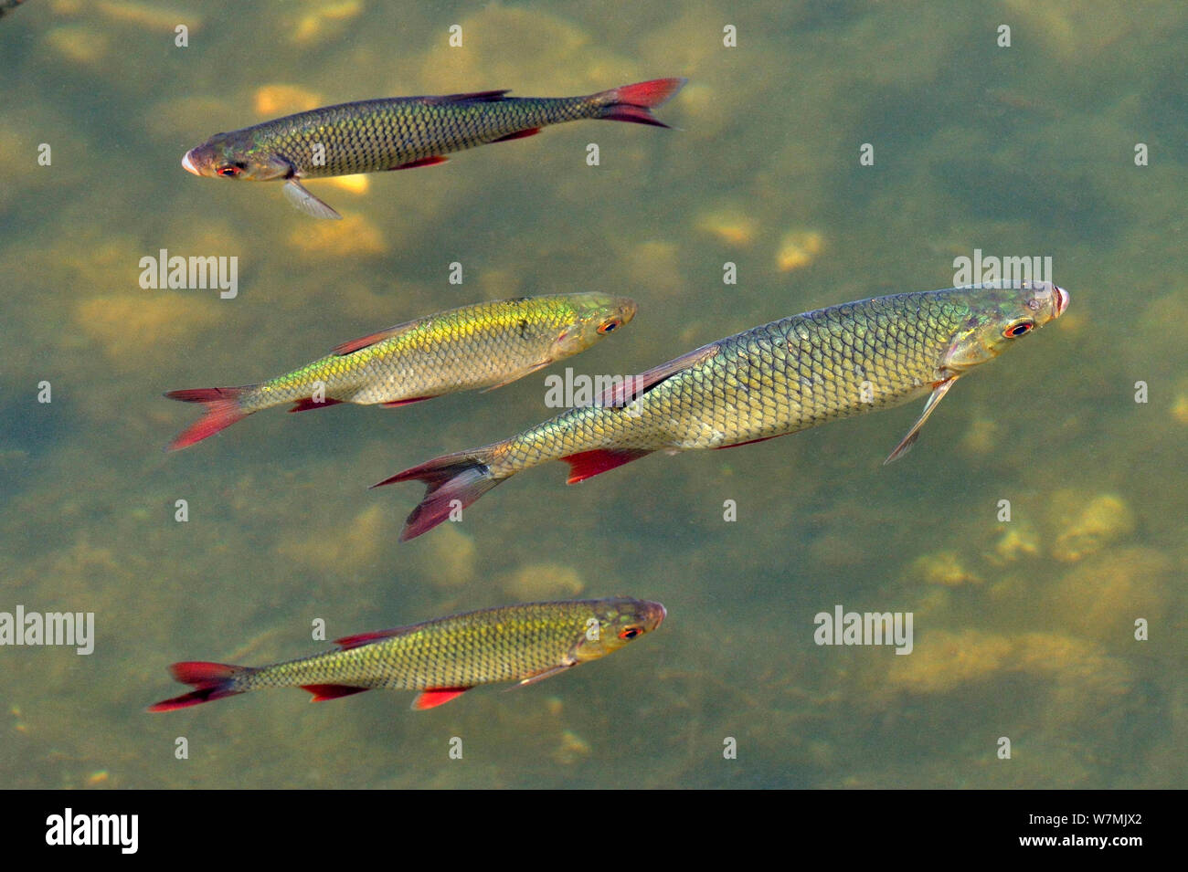 Roach (Rutilus rutilus) Remerschen, Luxembourg, July. Stock Photo