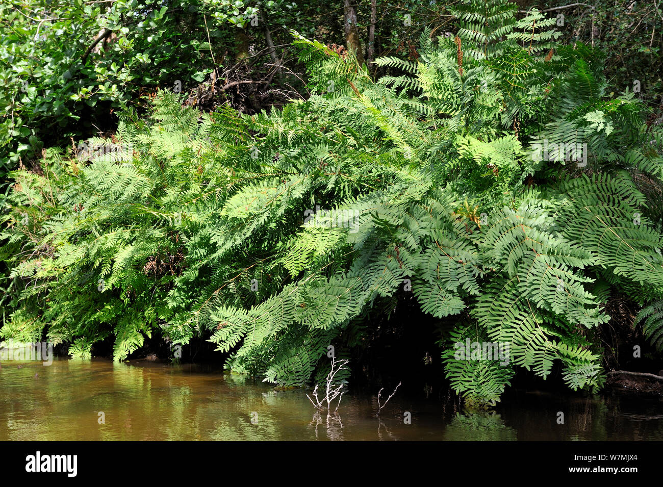Royal fern (Osmunda regalis) on river between Leon pond and Atlantic Ocean, Courant D'Huchet, Landes, France, August. Stock Photo