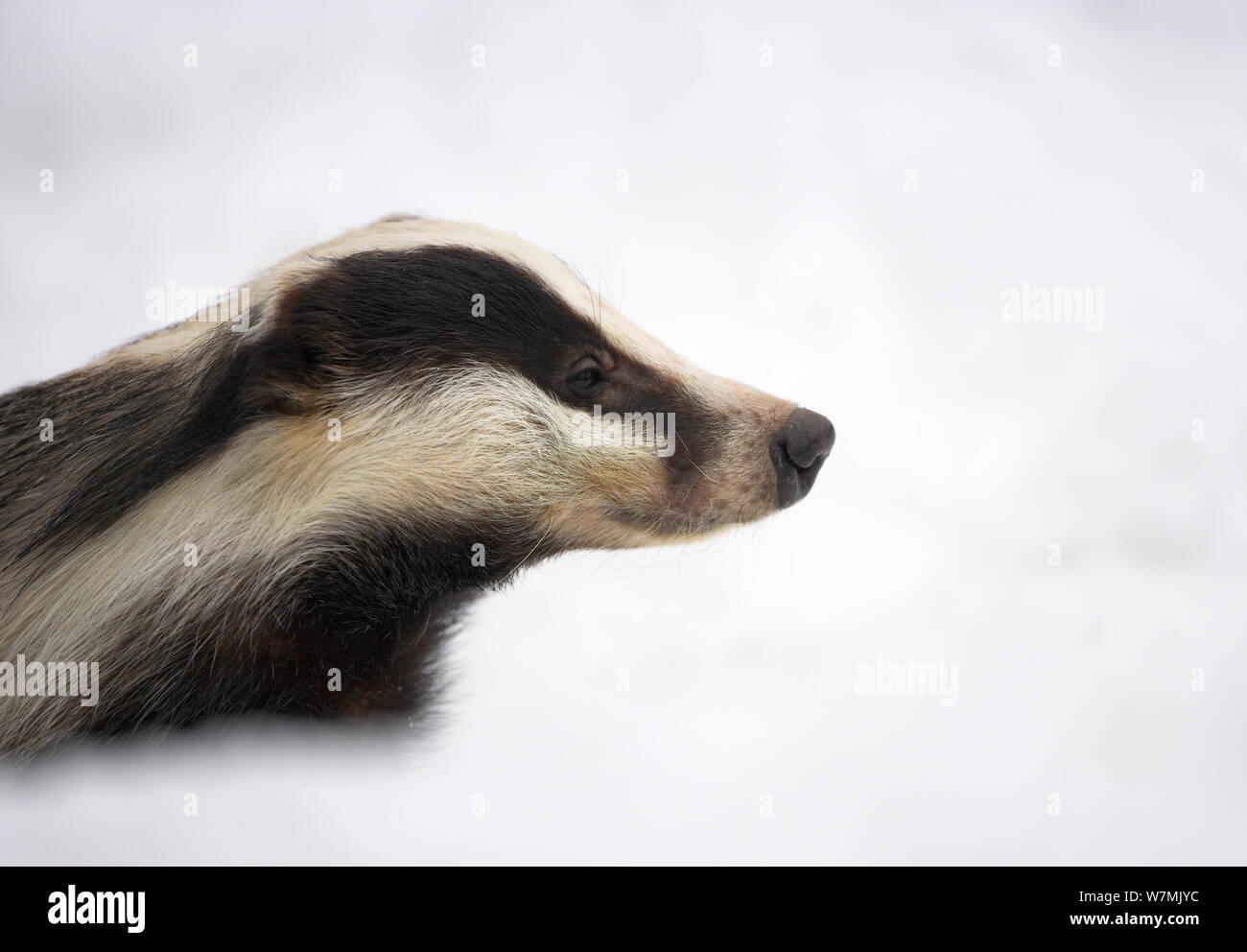 Badger (Meles meles) on snow. Captive. Norway, March. Stock Photo