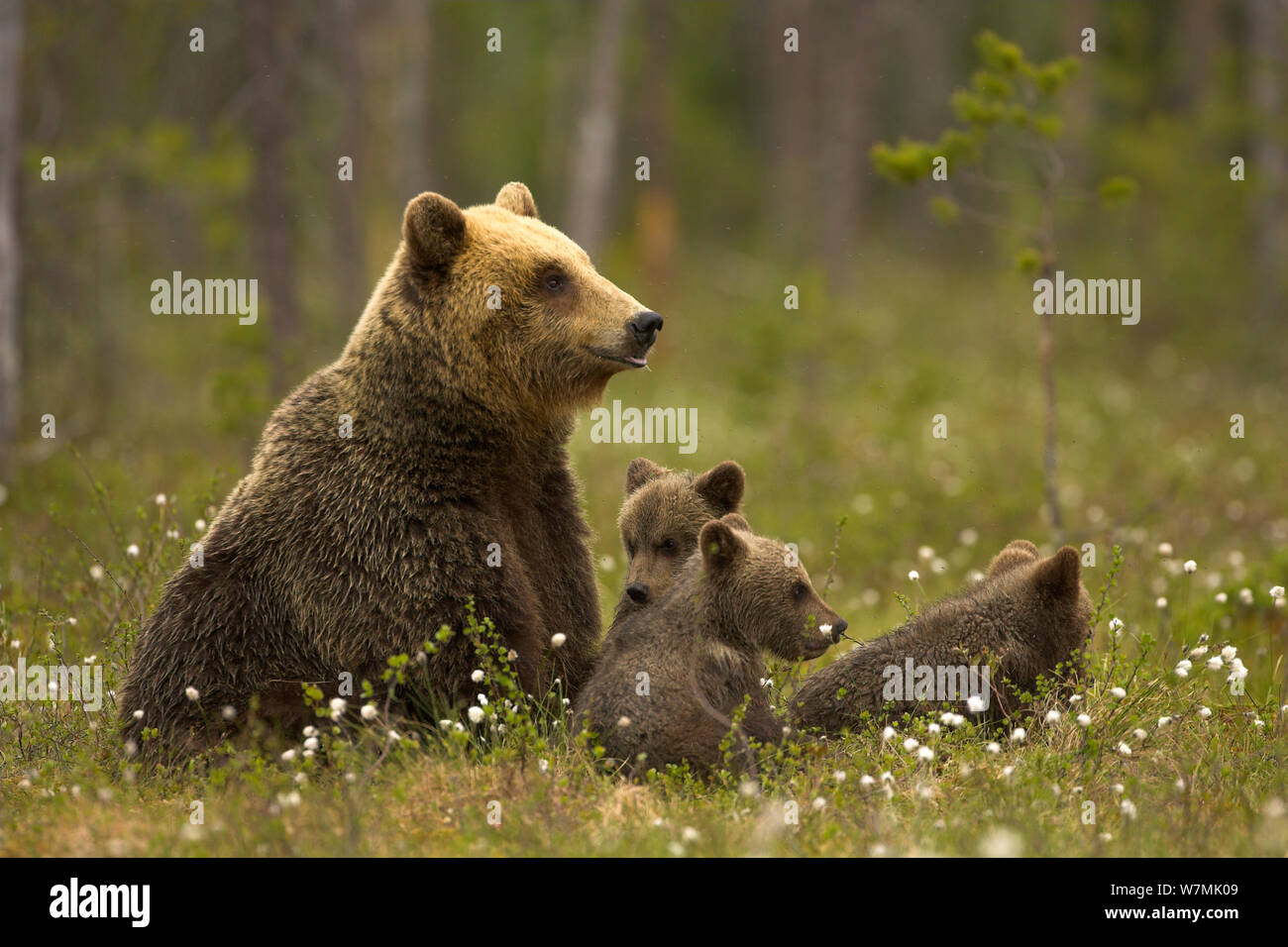 Brown Bear (Ursus arctos) and cubs. Finland, Europe, June. Stock Photo