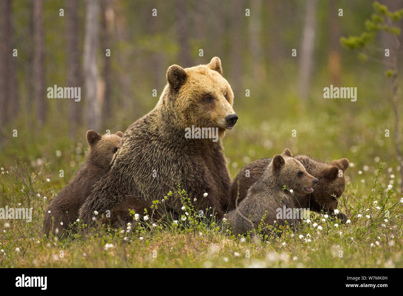 Brown Bear (Ursus arctos) and cubs in meadow. Finland, Europe, June. Stock Photo