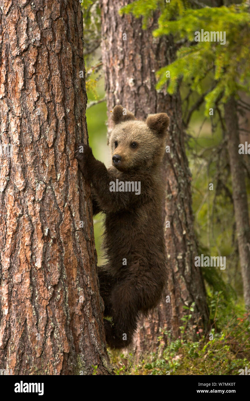 Brown Bear Cub (Ursus arctos) climbing tree. Finland, Europe, June. Stock Photo