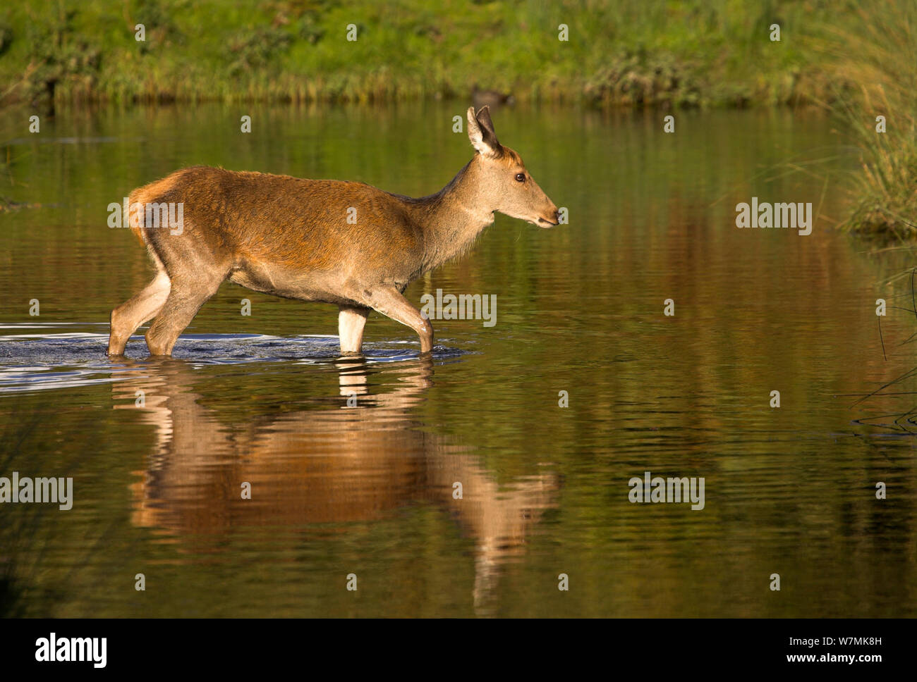 Red Deer Hind (Cervus elaphus) hind crossing river. Bradgate Park, Leicestershire, UK, October. Stock Photo