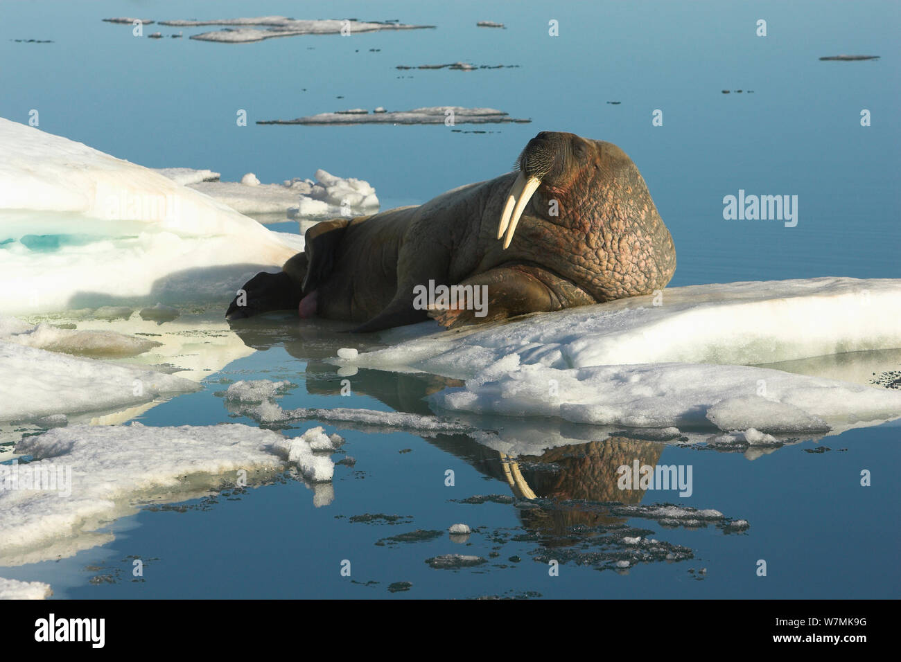 Walrus (Odobenus rosmarus) hauled out on ice. Svalbard, Norway, July. Stock Photo