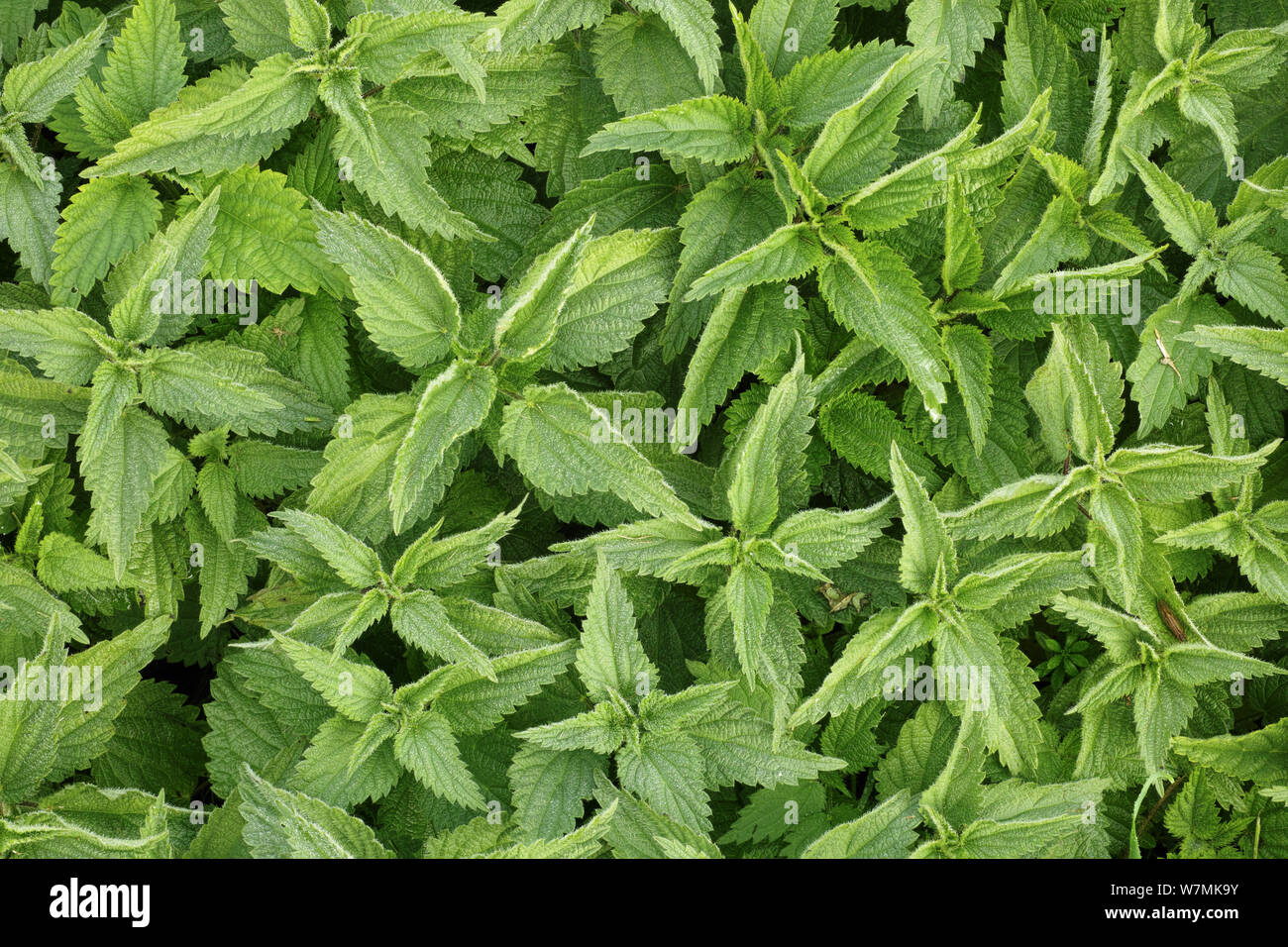 Burn hazel hires stock photography and images Alamy