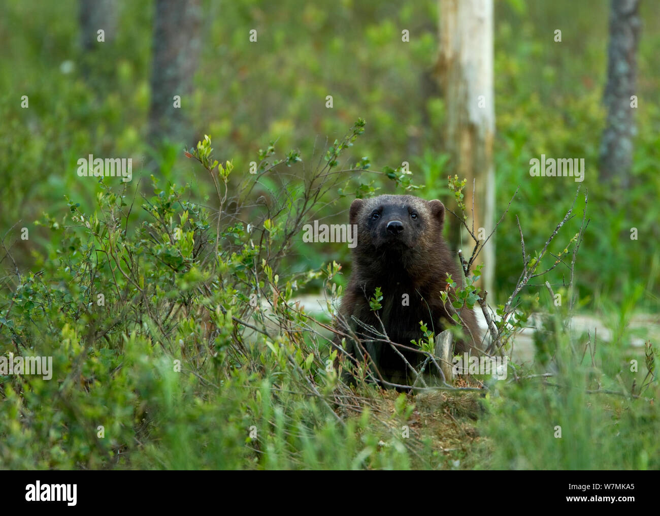 Wolverine (Gulo gulo) portrait in forest. Finland, Europe, June. Stock Photo