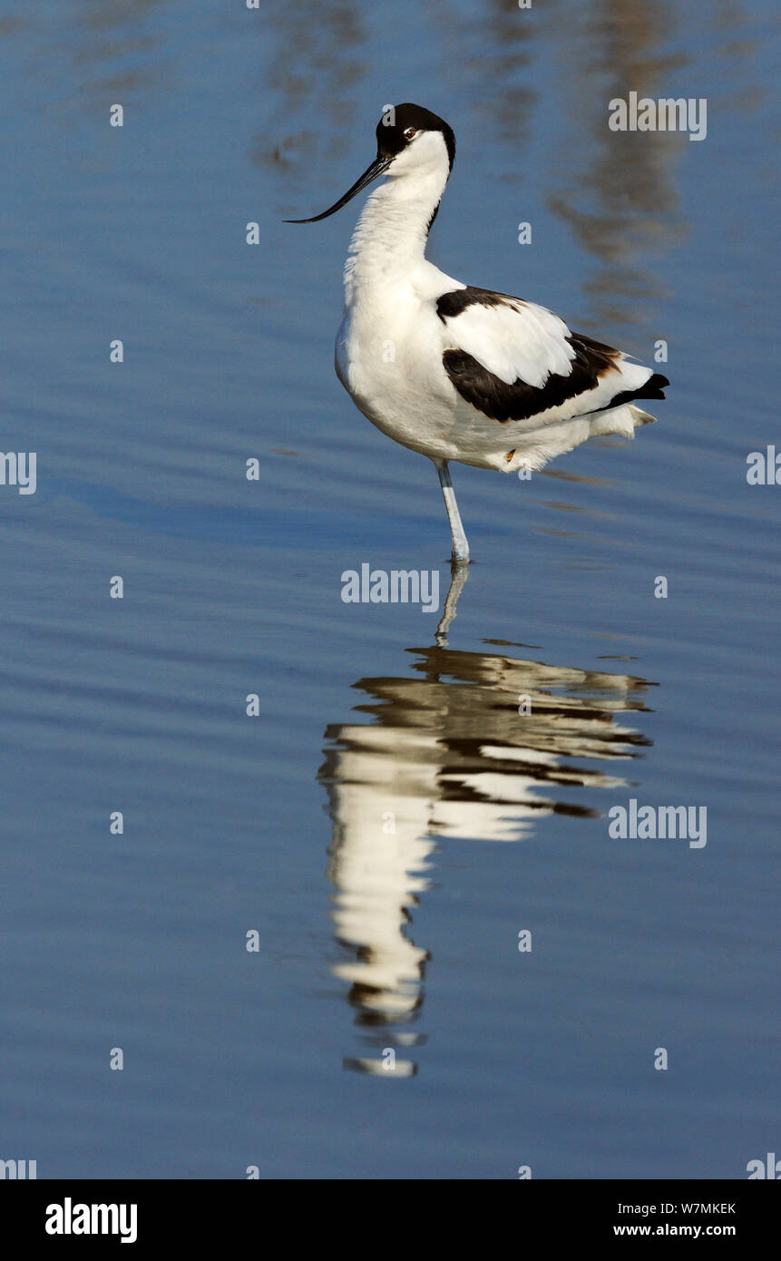 Profile Posture High Resolution Stock Photography and Images - Alamy