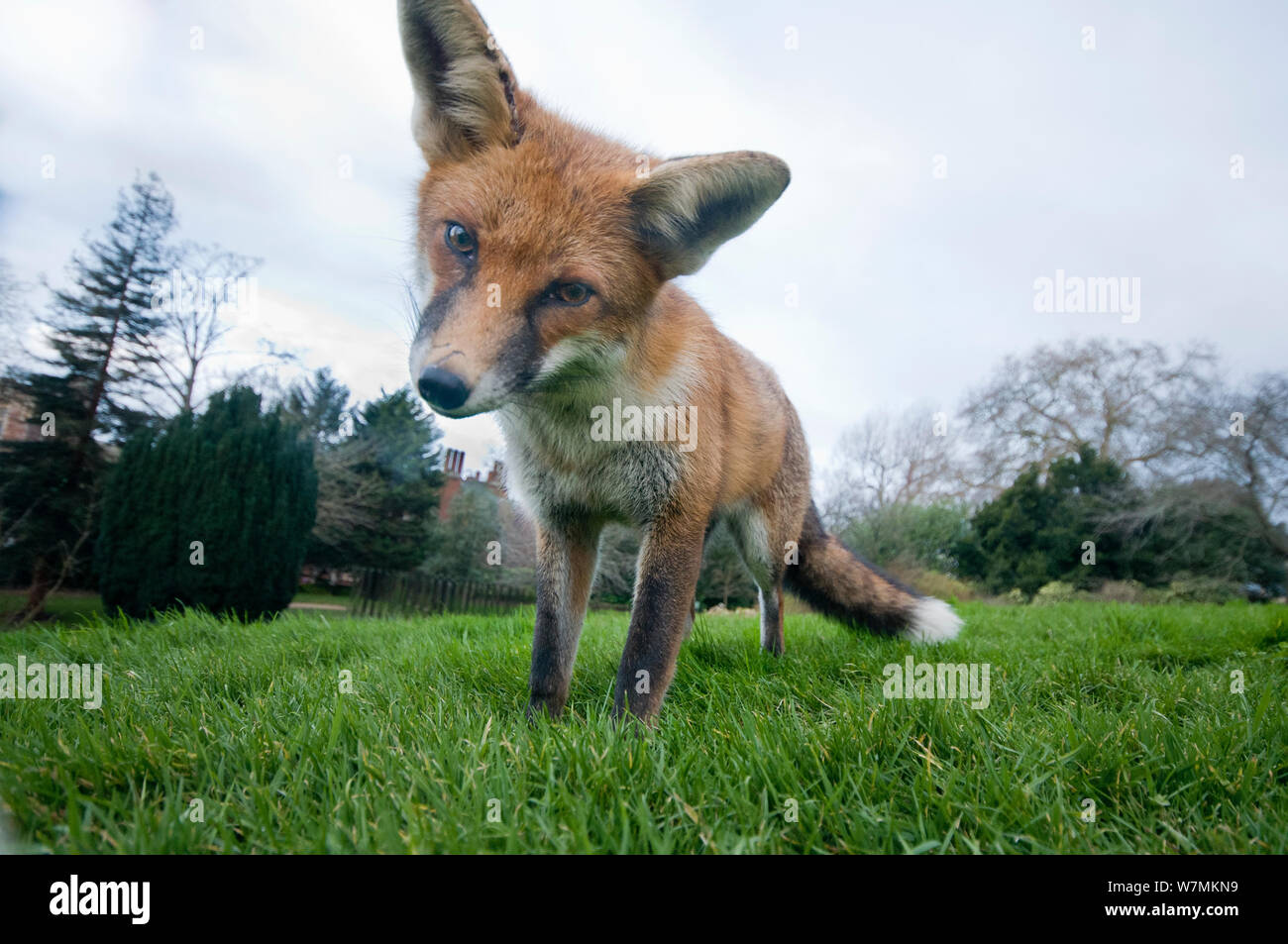 Young Red fox (Vulpes vulpes) investigating a remote controlled camera in urban park, Bristol, UK, February. Did you know?  Red foxes have distinctive body language, and inquisitive foxes will flick their ears while sniffing. Stock Photo