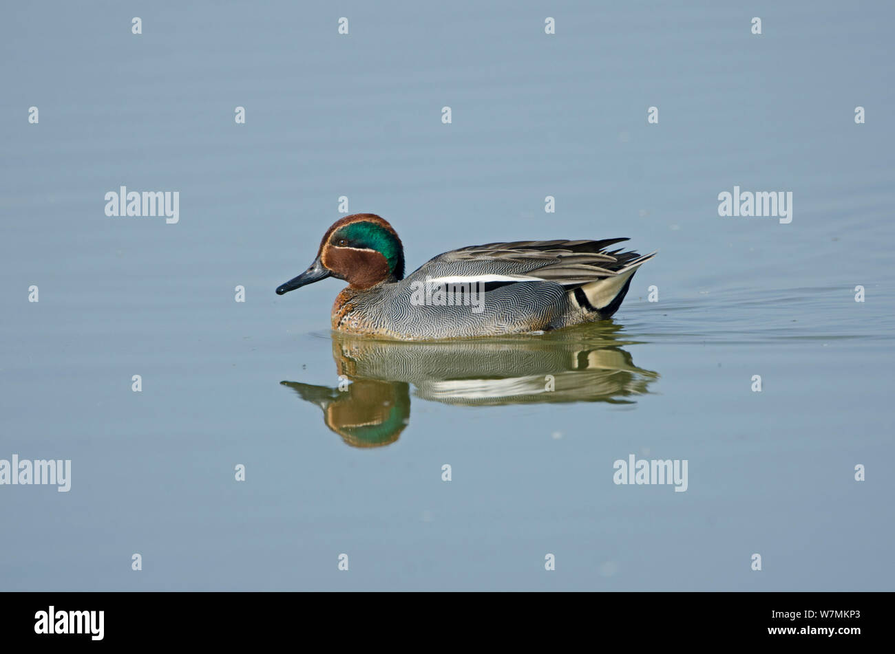 Teal (Anas crecca) on water. Cambridgeshire Fens, England, March. Stock Photo