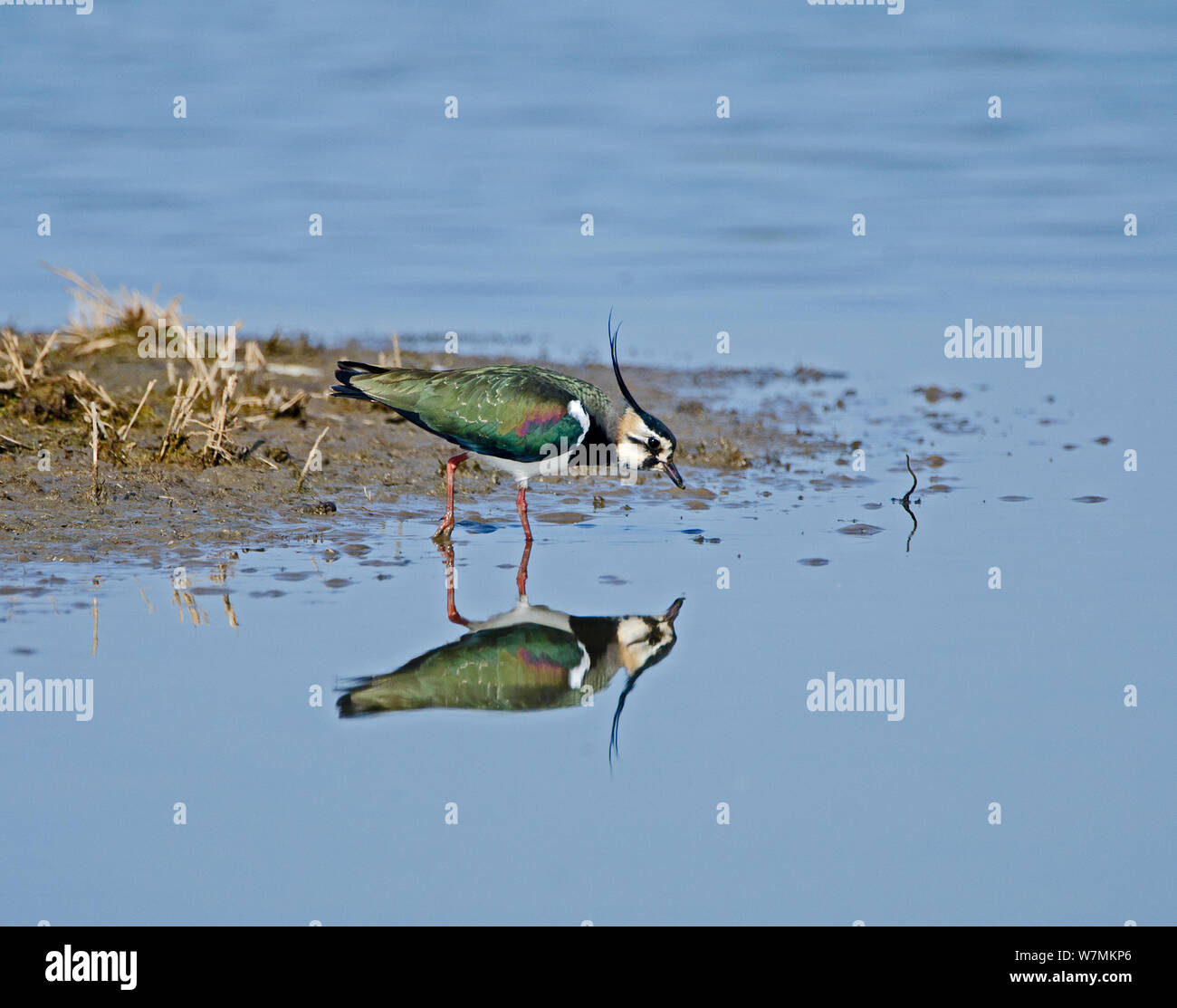 Lapwing (Vanellus vanellus) reflected in water. Cambridgeshire Fens, England, March. Stock Photo