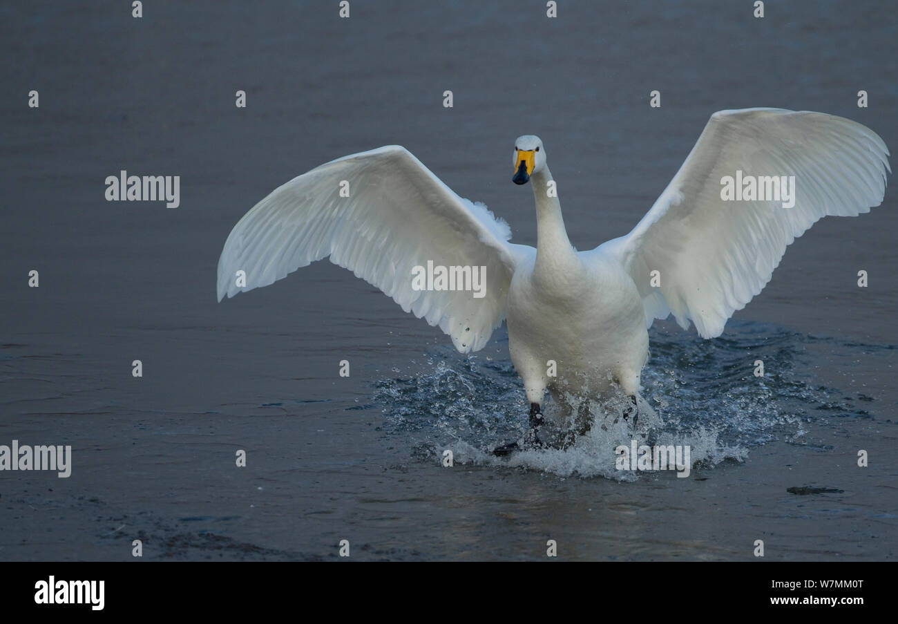 Birds Landing In Water Hi-res Stock Photography And Images - Alamy