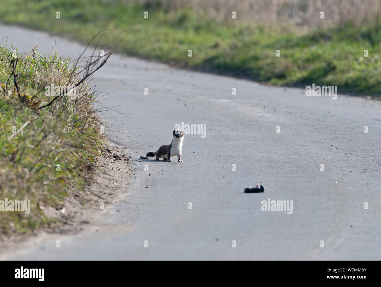 Stoat (Mustela erminea) approaching a young dead rat on road, The Fens, Cambridgeshire, UK, Stock Photo