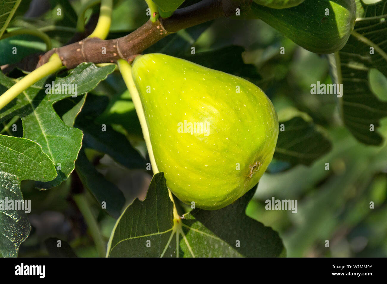 Ripening fig fruit in plant Stock Photo Alamy