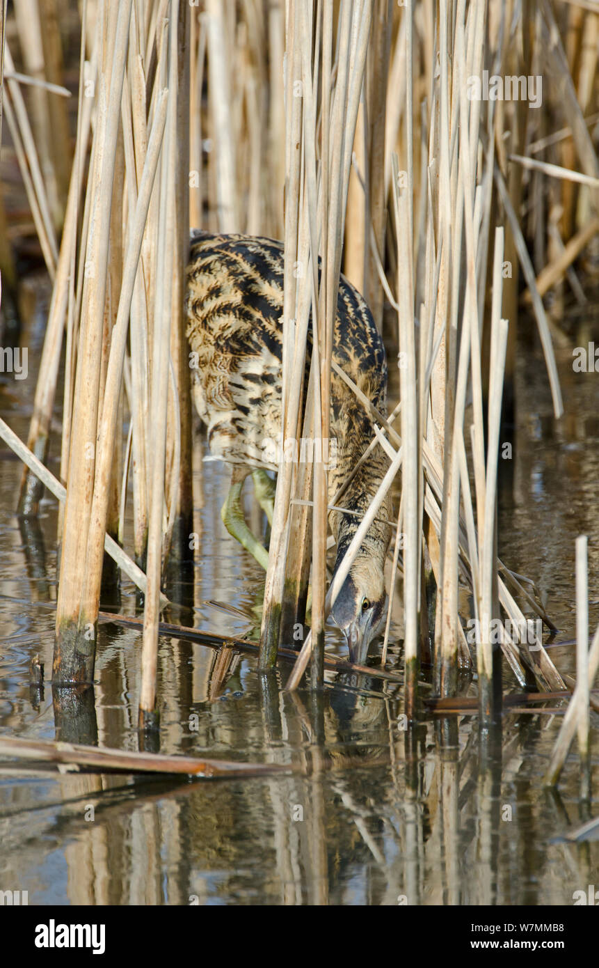 Reedbed birds slimbridge hires stock photography and images Alamy