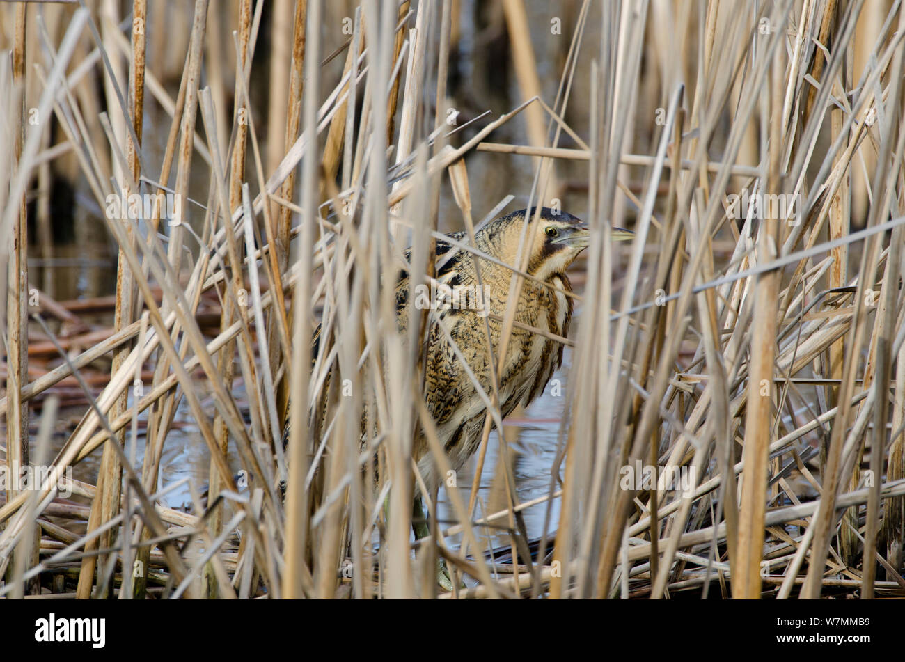 Bittern (Botaurus stellaris) camouflaged amongst reeds in winter, Slimbridge WWT, Gloucestershire, UK, February Stock Photo