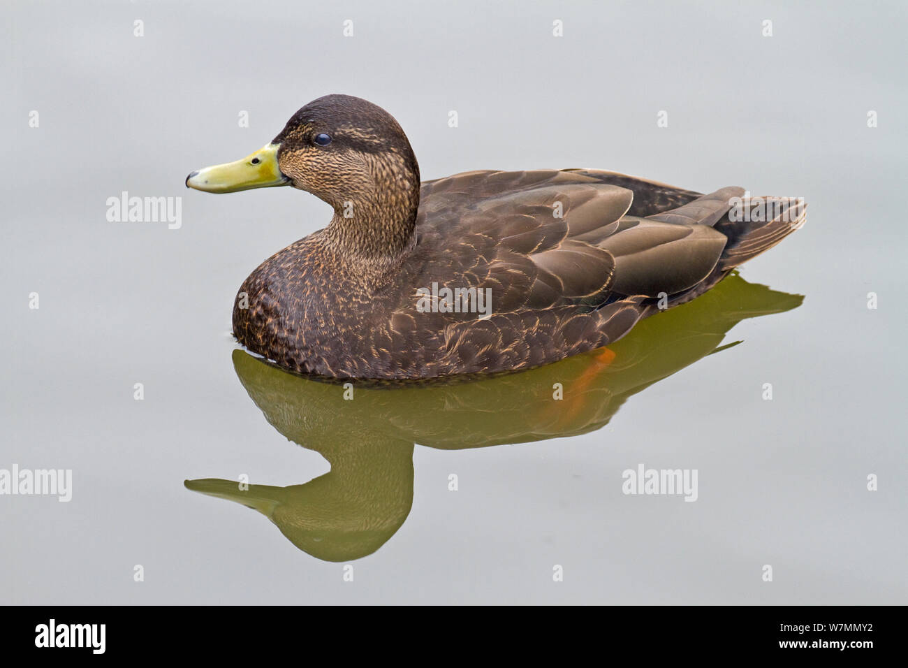 American black duck (Anas rubripes) male on water with reflection, Eastern Canada, North East USA. Captive Stock Photo