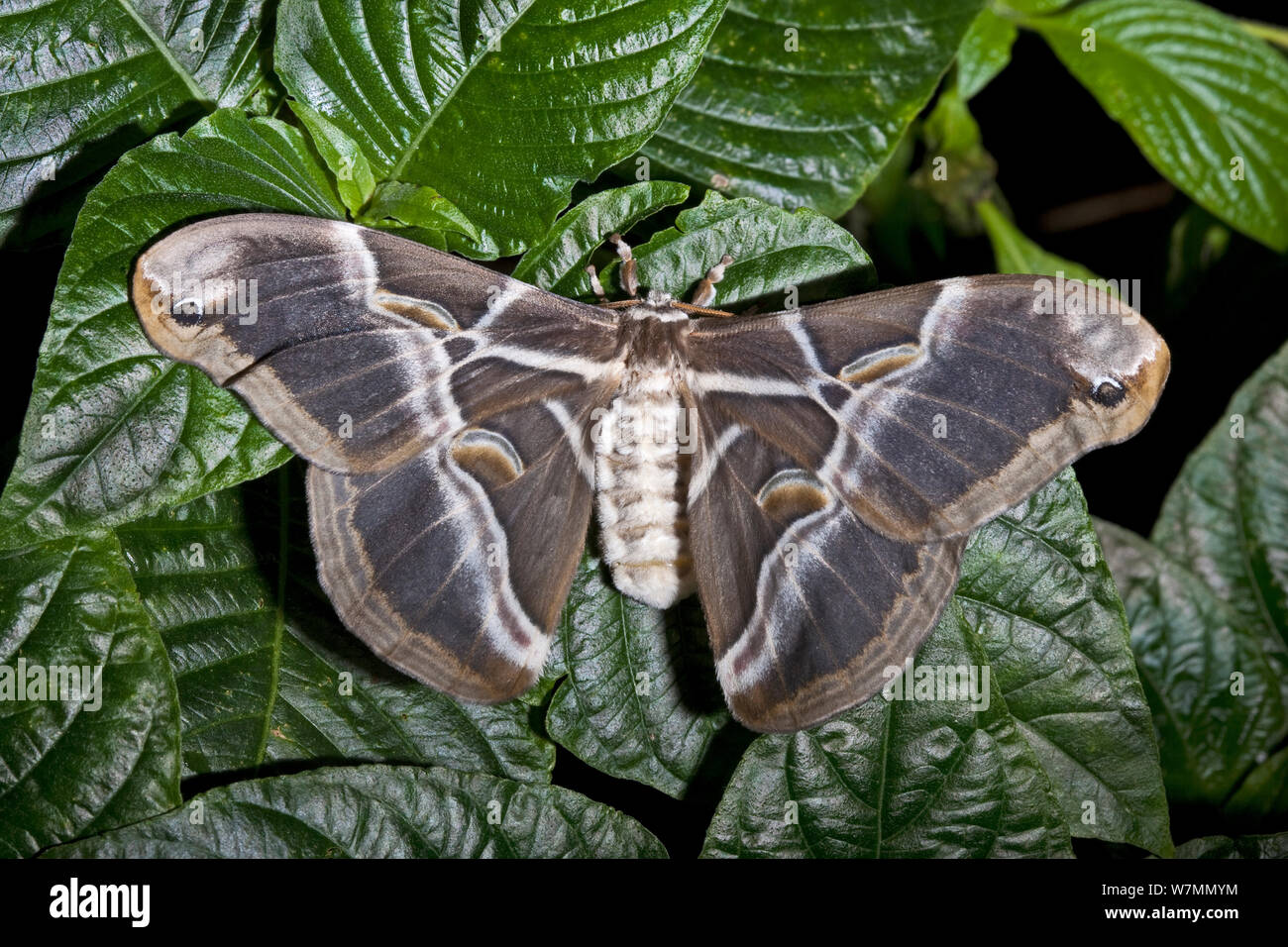 Eri silkmoth (Samia cynthia ricini) female resting with wings on open on leaves, Northern India, China. Captive. Stock Photo