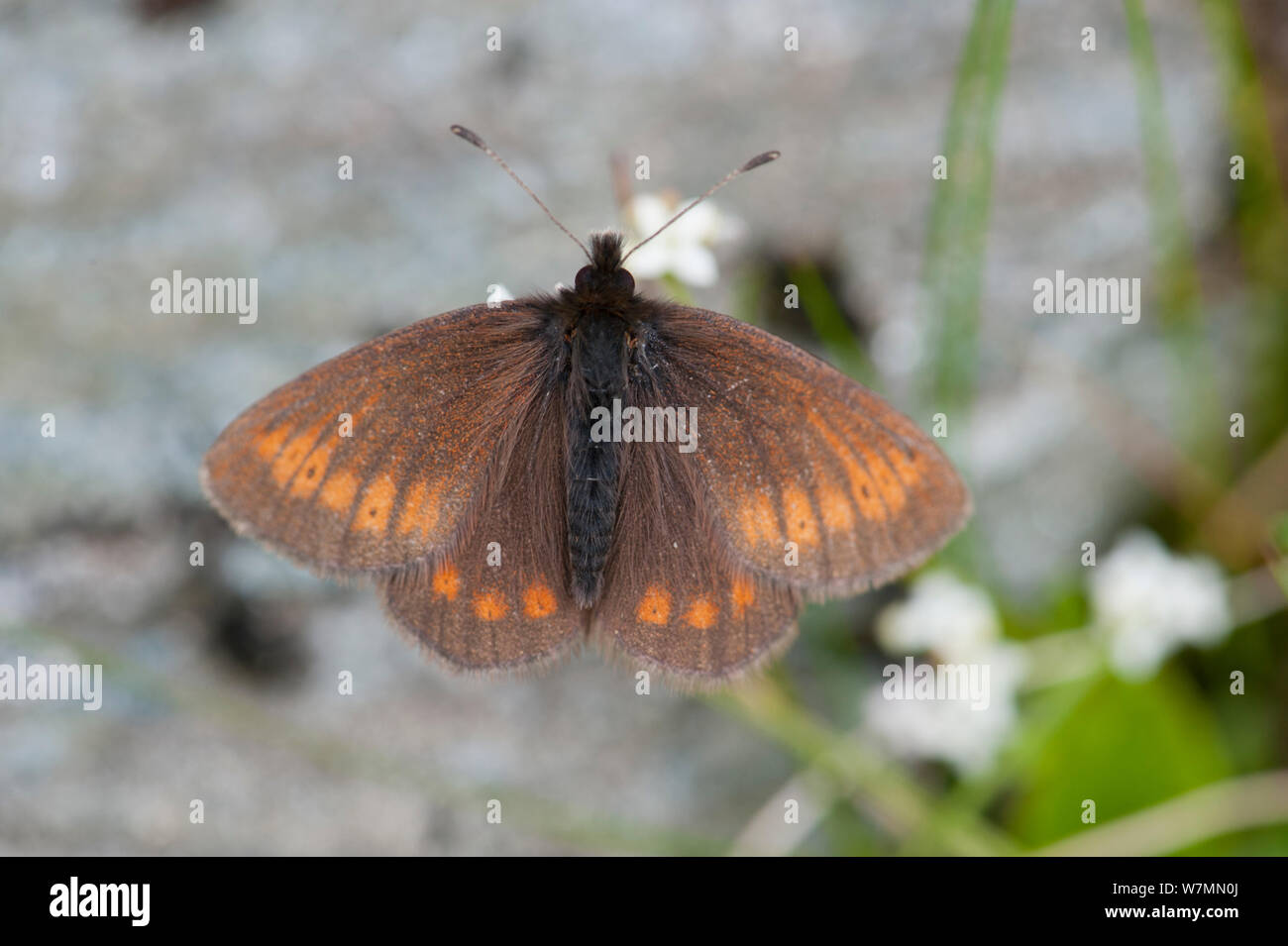 Mountain Ringlet Butterfly (Erebia epiphron). Ben Lawers Killin, Scotland. Stock Photo