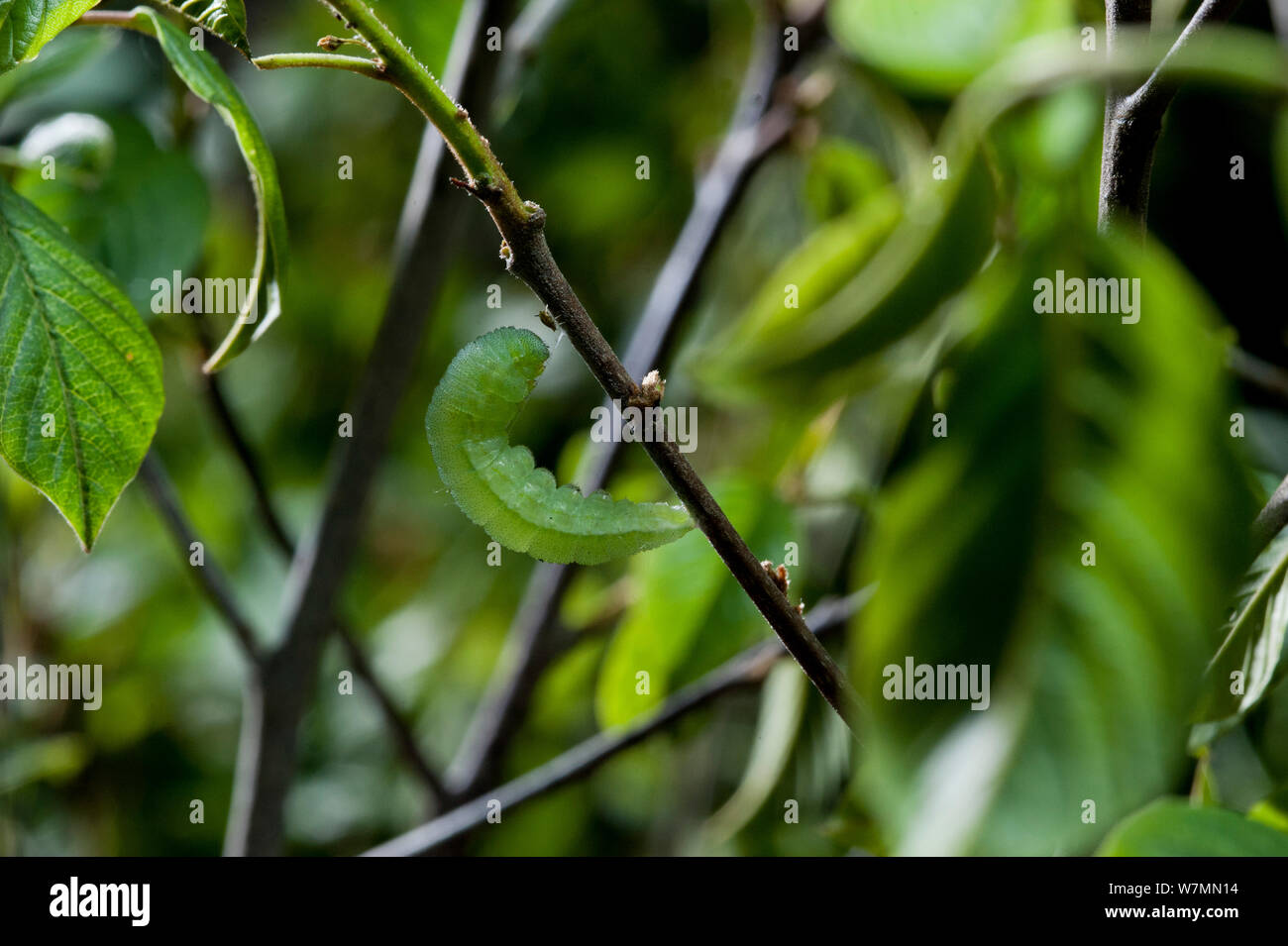 Butterfly chrysalis uk hires stock photography and images Alamy