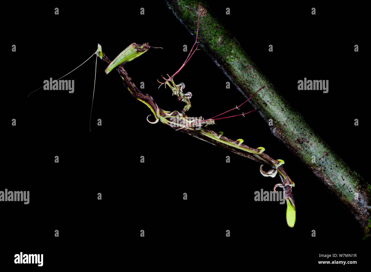 Flower Mimic mantis (possibly Toxodera sp) from lowland dipterocarp forest, Danum Valley, Sabah, Borneo Stock Photo