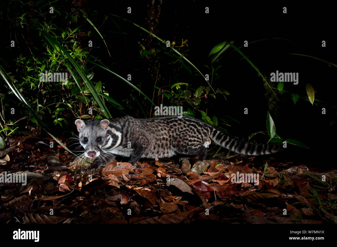 Malay or Oriental Civet (Viverra tangalunga) foraging at night on heath forest floor on the southern plateau rim of Maliau Basin, Sabah's 'Lost World', Borneo Stock Photo