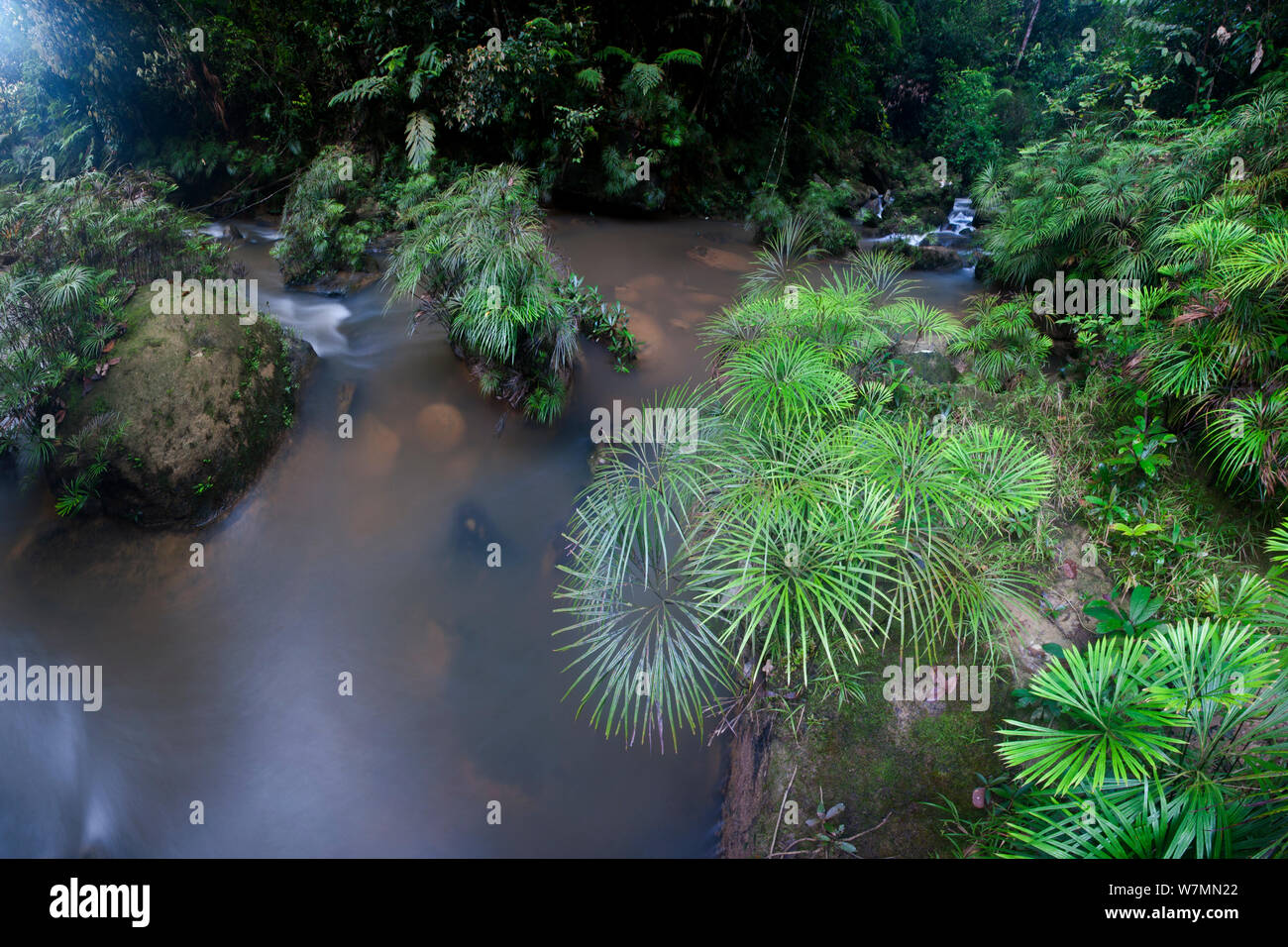 Clumps of a riverine fern (Dipteris lobbiana) growing in and along a tributary of the Maliau River, in the heart of Maliau Basin, Sabah's 'Lost World' near Ginseng Camp, Maliau Basin, Borneo (digitally stitched image) Stock Photo