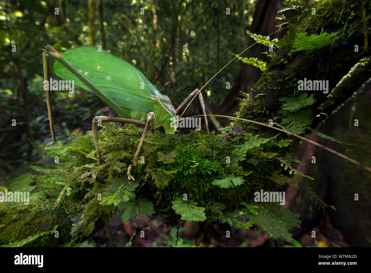 Giant long-horned bush cricket (Macrolyristes imperator) (body length 130mm, hind leg length 150mm, antennae length 170mm) grazing on moss in the understorey. Lowland dipterocarp rainforest, Danum Valley, Sabah, Borneo. Stock Photo