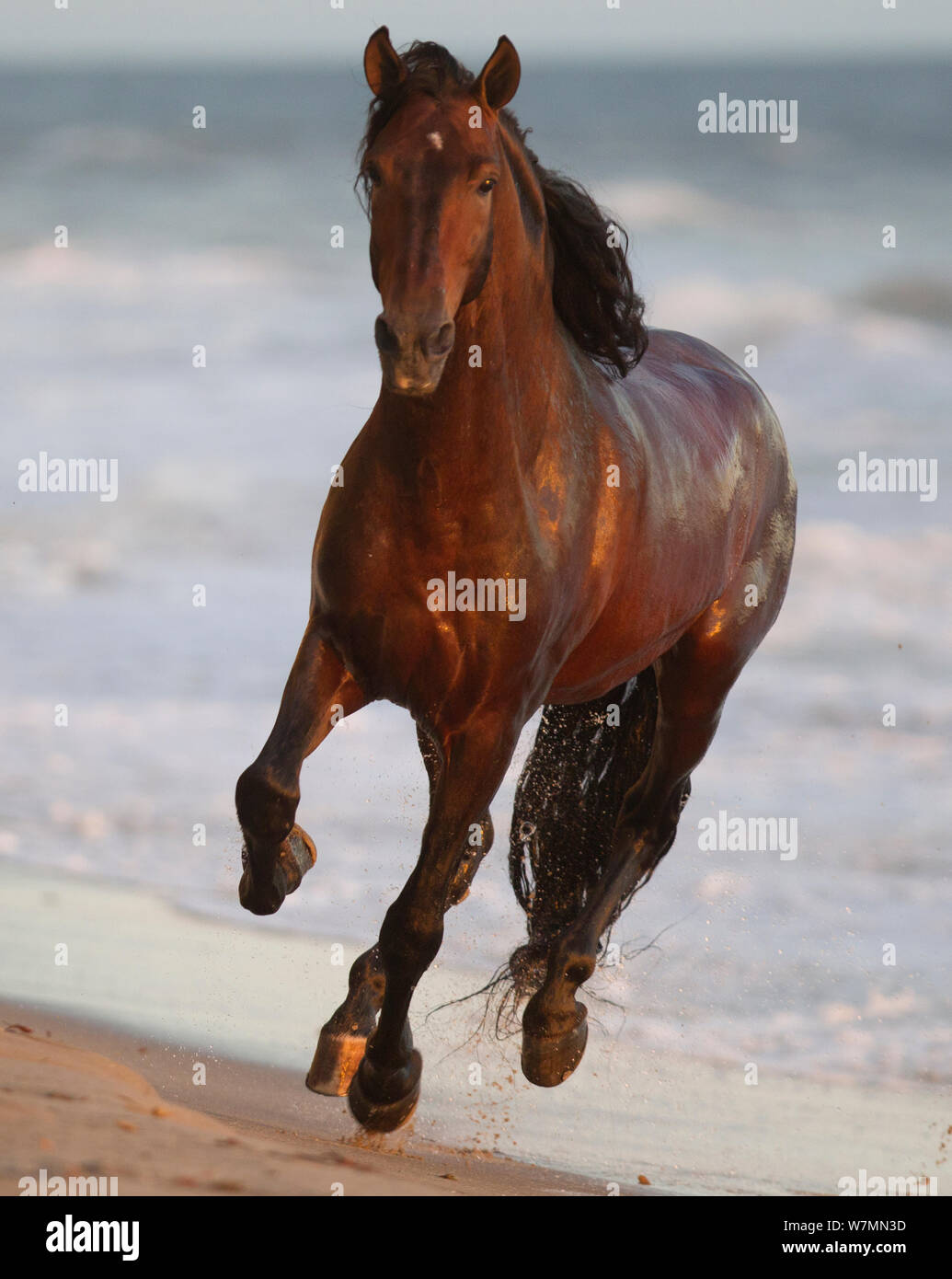 Andalusian stallion galloping on beach, Ojai, California,  USA Stock Photo
