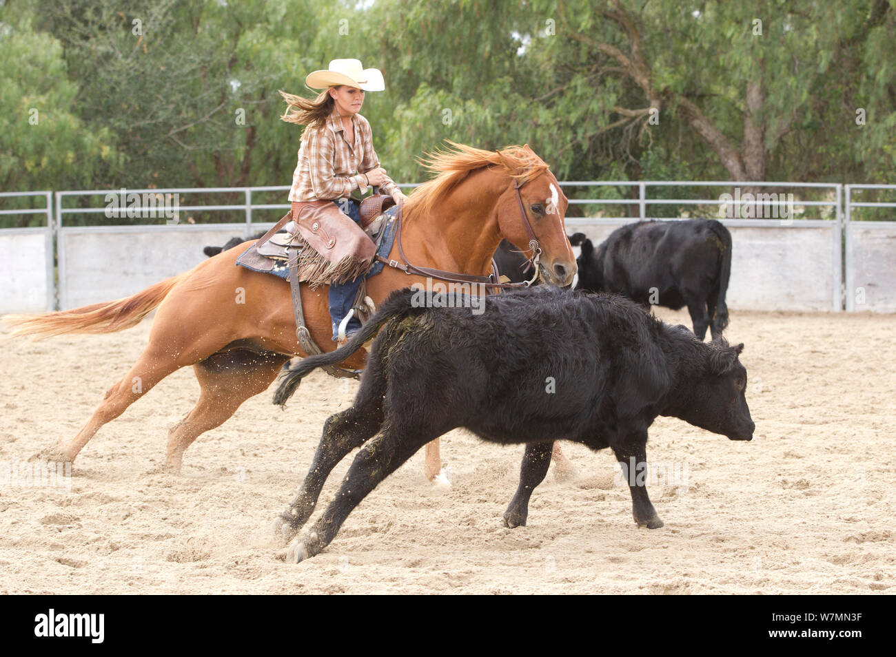 Cowgirl riding Quarter horse, herding and separating cattle, Ojai