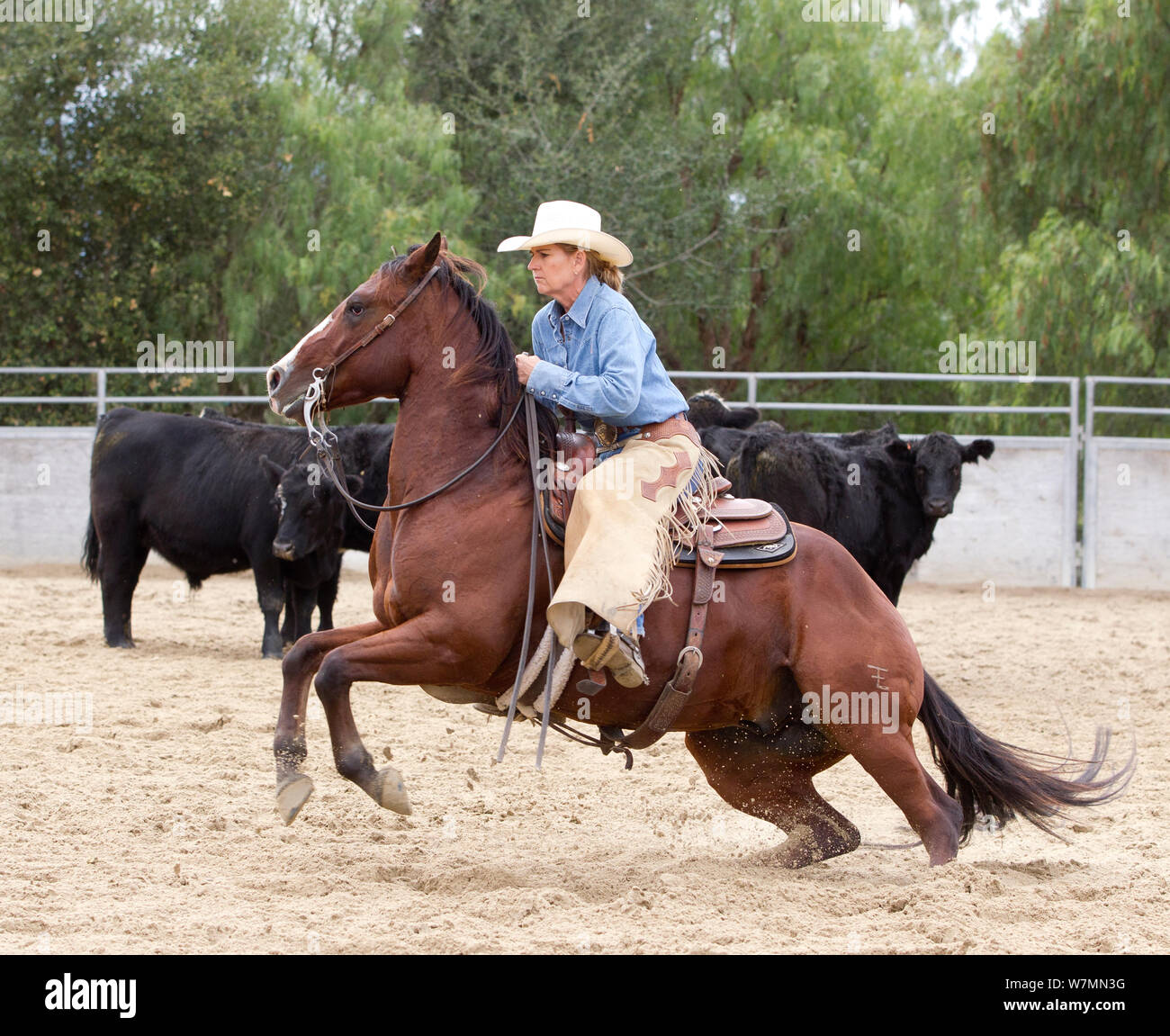 Herd of quarter horses hires stock photography and images Alamy