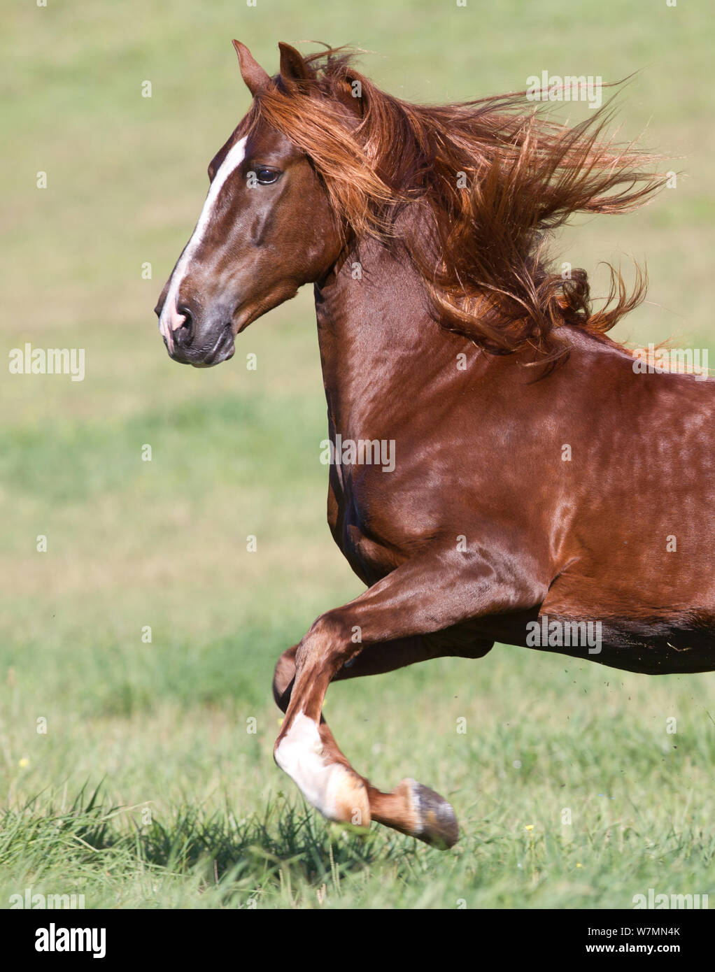 Chestnut Peruvian Paso horse running, Ojai, California, USA Stock Photo