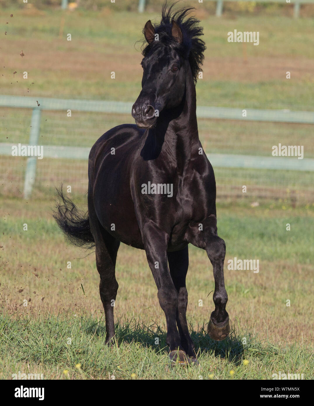 Black Andalusian stallion running, Ojai, California, USA Stock Photo Alamy