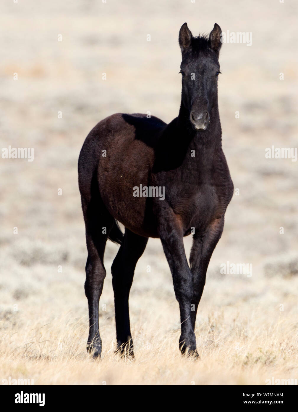 Mustang / wild horse, black, juvenile, Wyoming, USA Stock Photo - Alamy