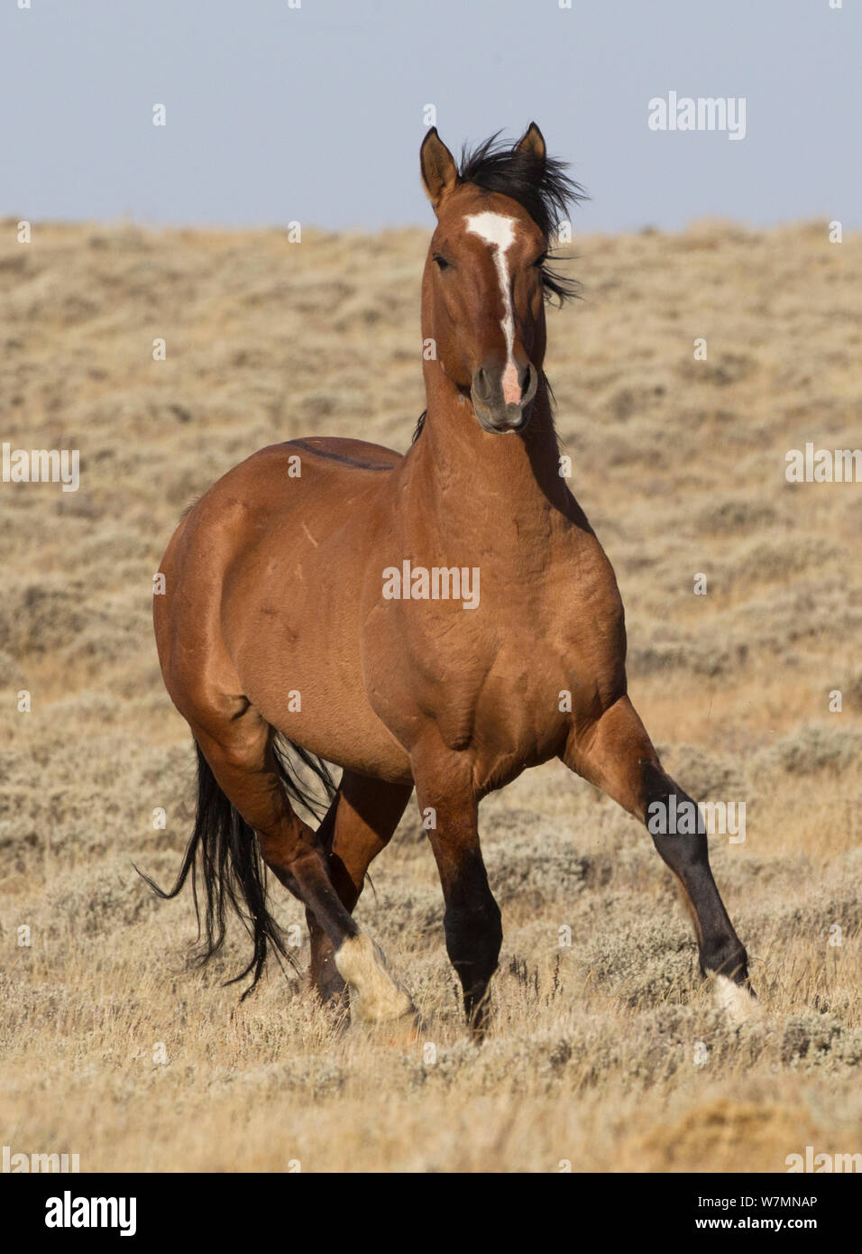 Mustang / wild horse, bay running, Divide basin, Wyoming, USA Stock Photo