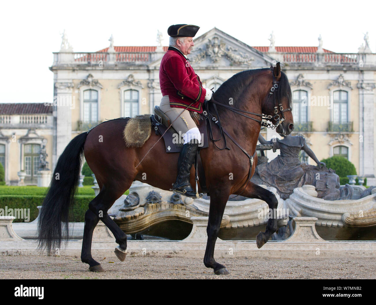 Lusitano Horse Stallion Demonstrating Dressage Move Outside The Royal lusitano-horse-stallion-demonstrating-dressage-move-outside-the-royal