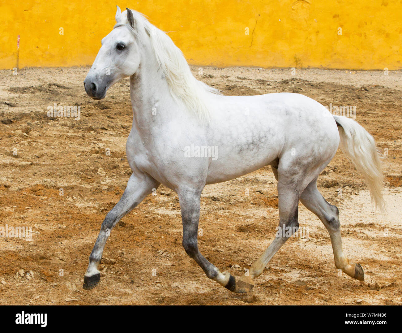 Lusitano horse, grey stallion trotting, Lisbon, Portugal Stock Photo