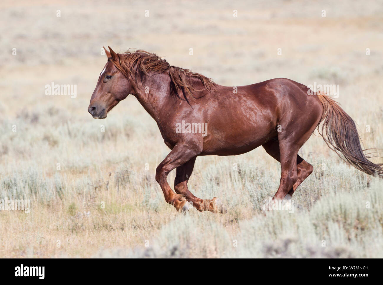 Wild horse / Mustang, chestnut running, McCullough Peaks Herd Area