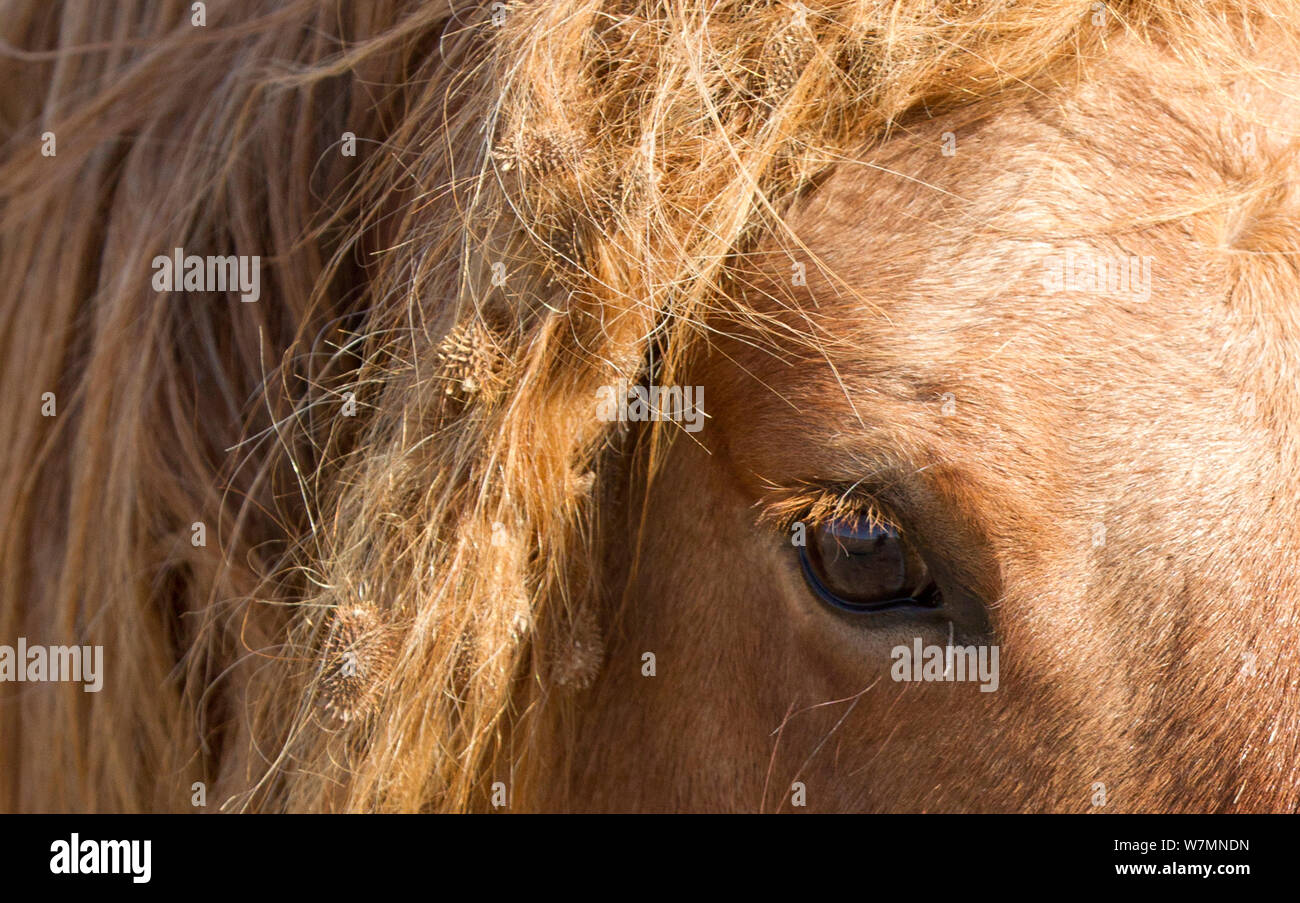 Detail horses hires stock photography and images Alamy