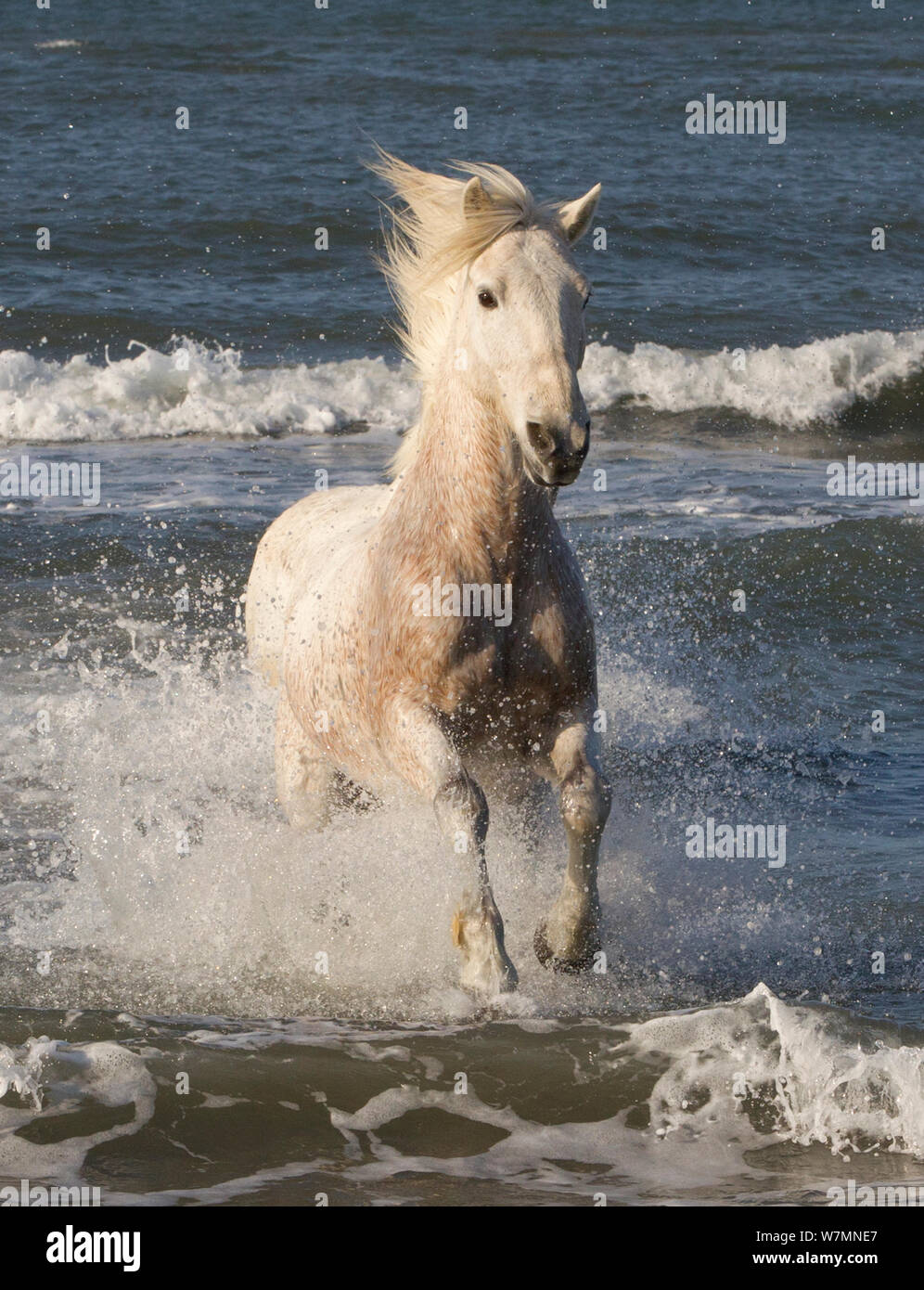 White horse of the Camargue, running from the sea, Camargue, Southern France Stock Photo