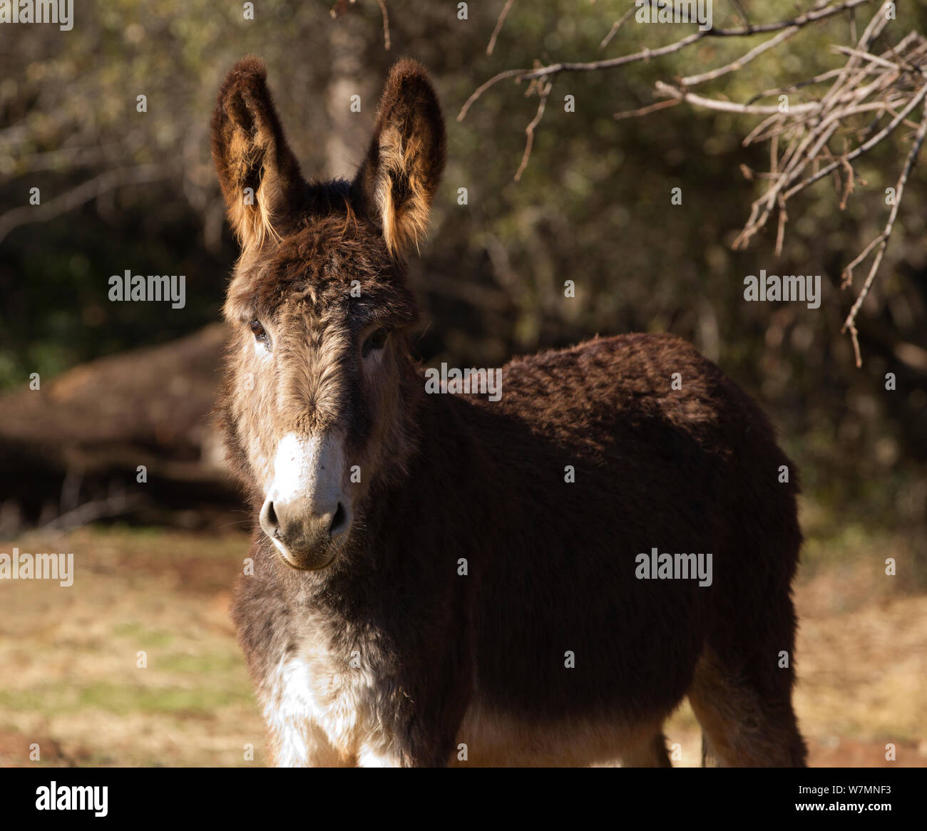Burro (Equus asinus), Dreamcatcher Horse and Burro Sanctuary