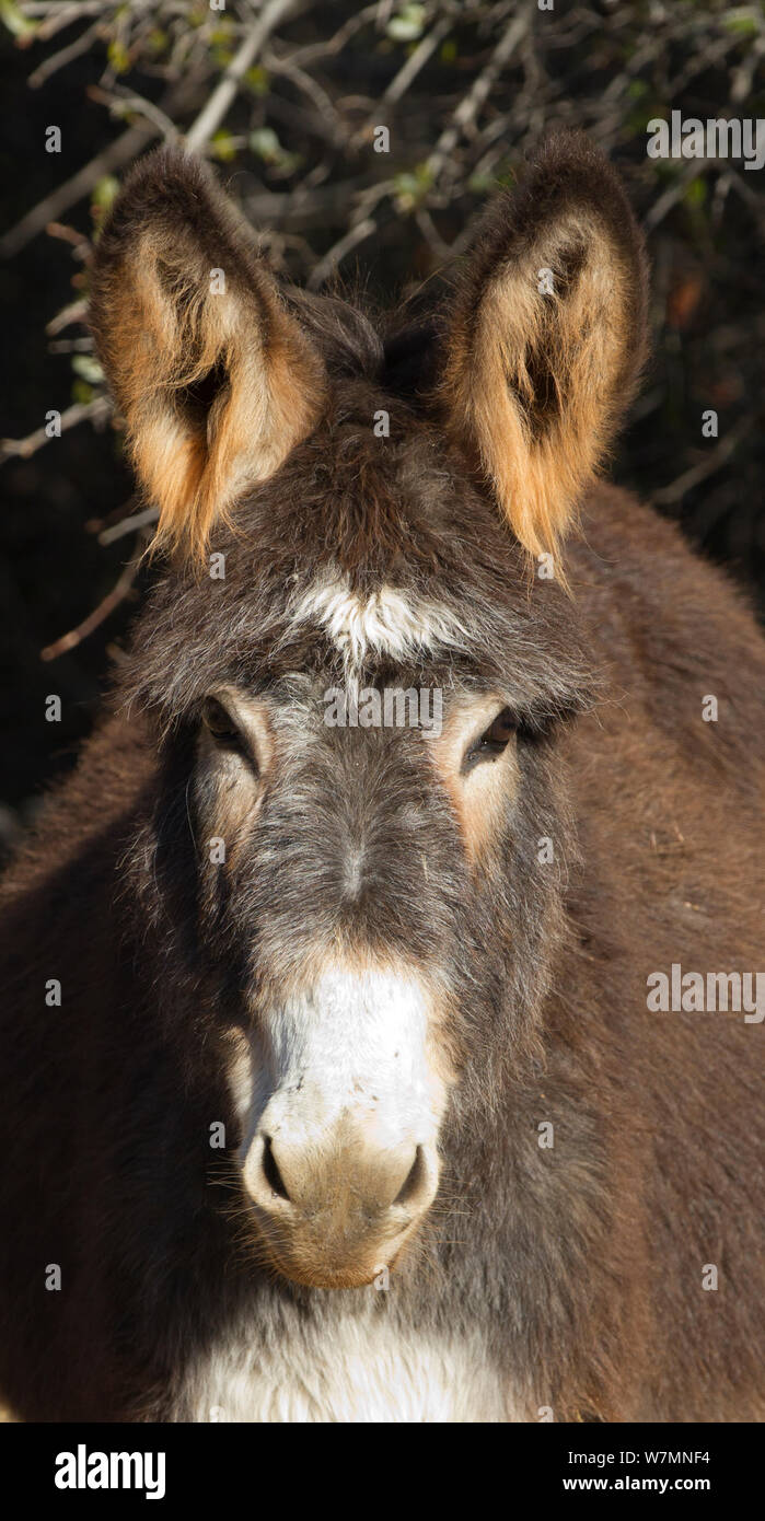 Burro (Equus asinus), Dreamcatcher Horse and Burro Sanctuary