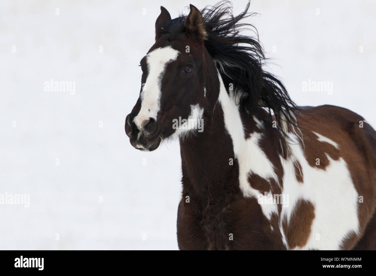 Paint quarter horse running through snow, Wyoming, USA Stock Photo Alamy