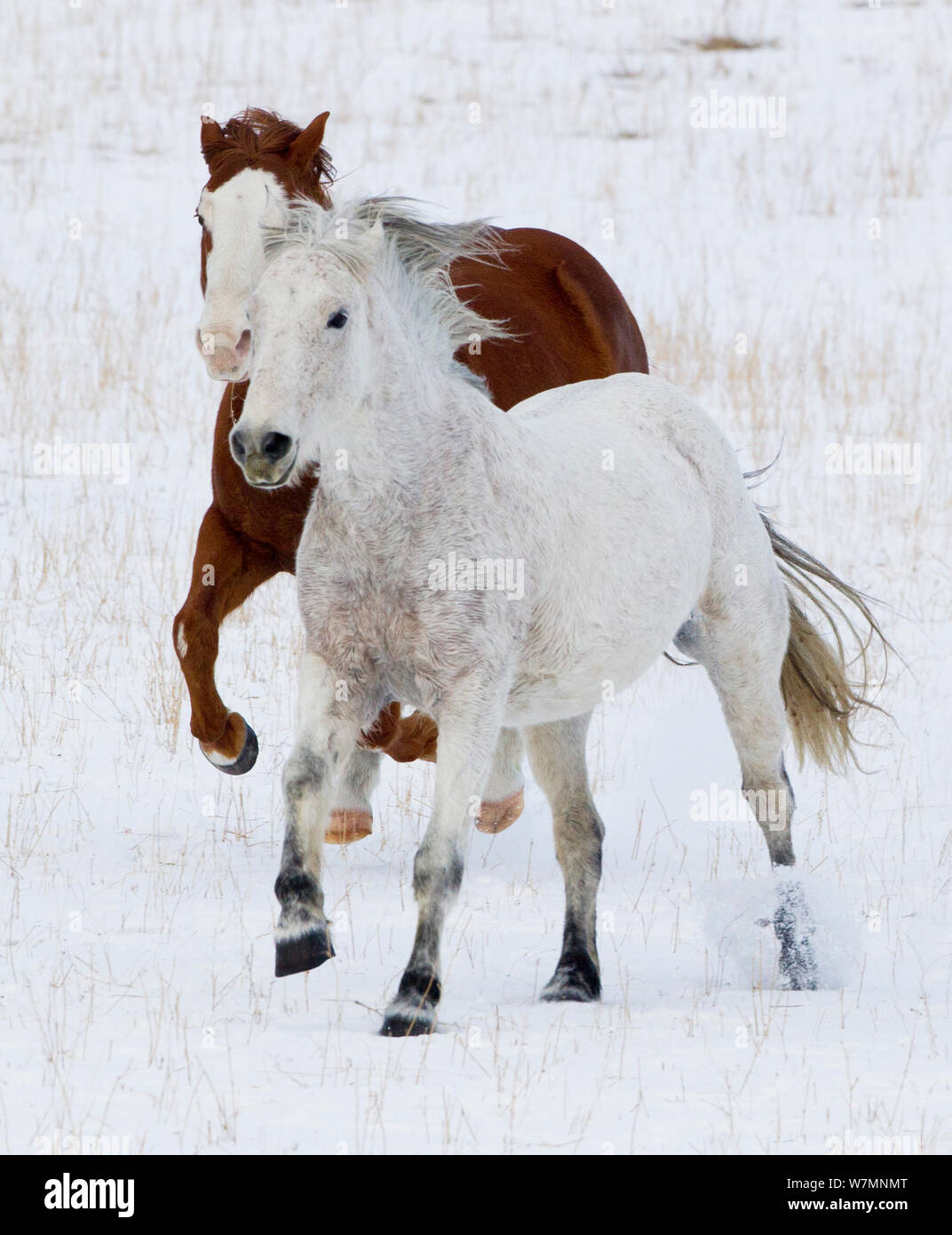 Chestnut and Gray quarter horses running through snow, Wyoming, USA Stock Photo