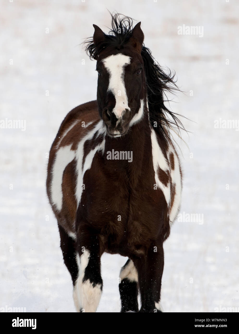 Black and white paint horse hires stock photography and images Alamy