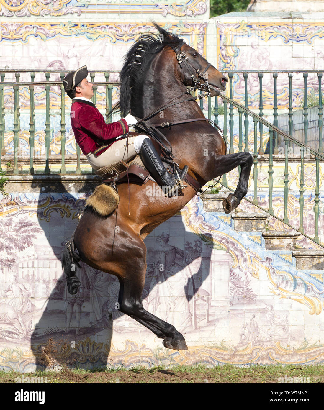 Horse standing on hind legs hires stock photography and images Alamy