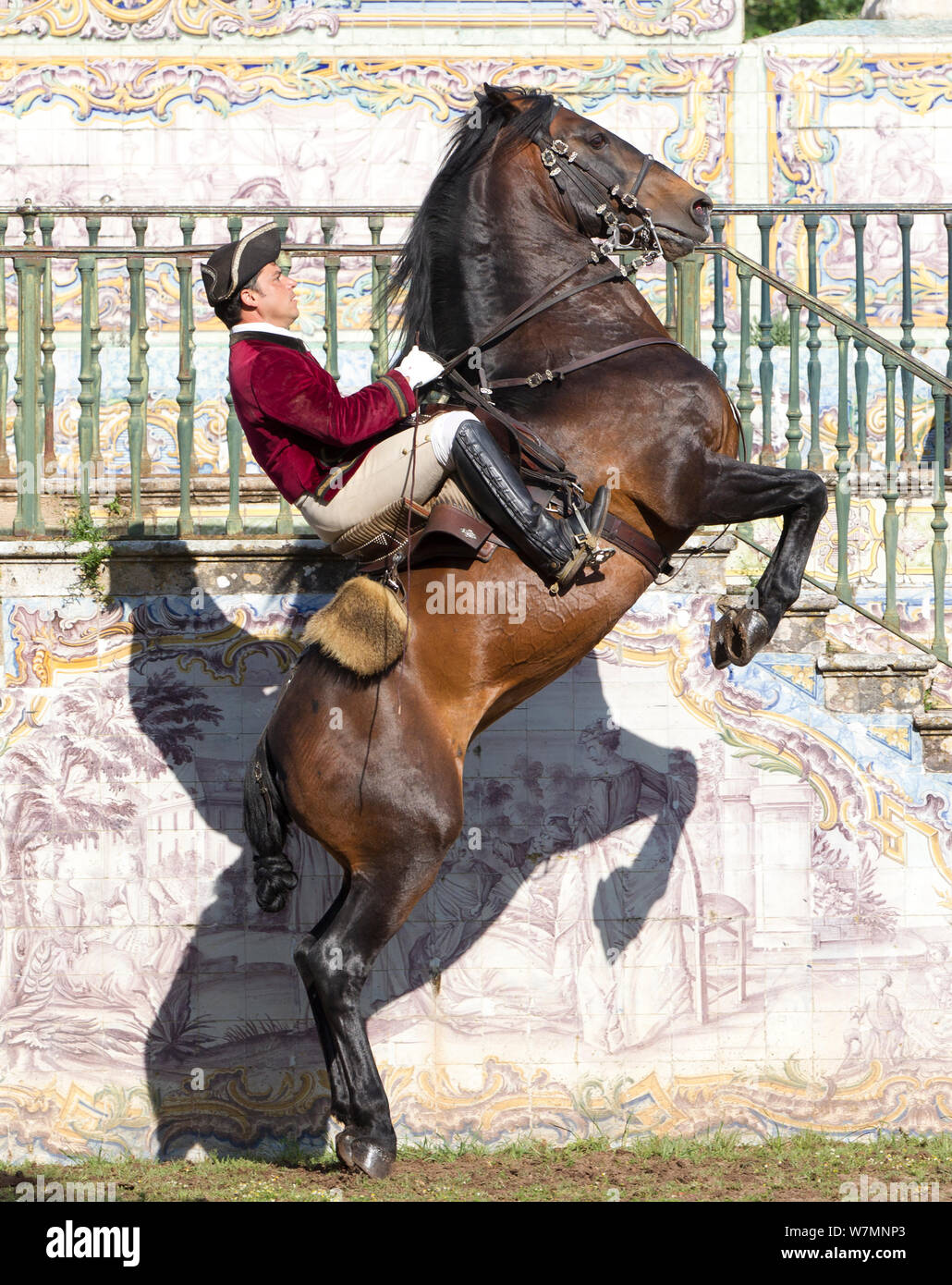 Horse on hind legs hires stock photography and images Alamy